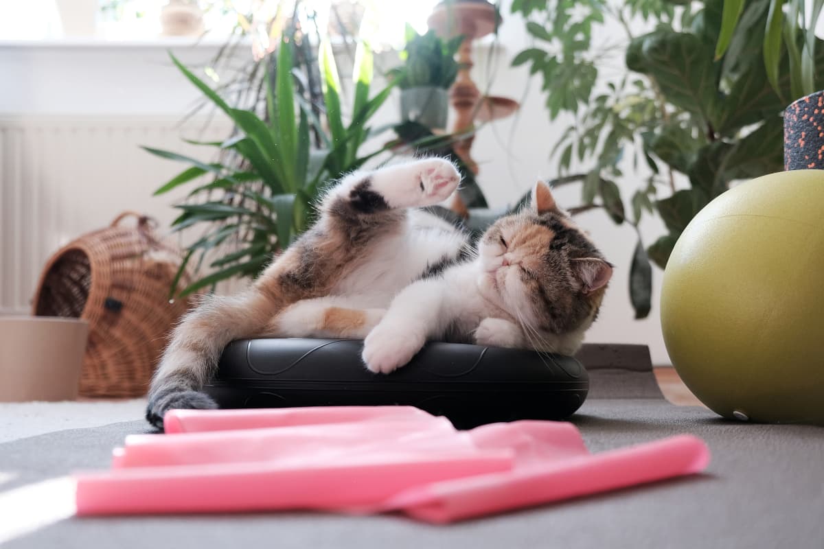 Best Cat Exercises to Keep Your Cat Active and Healthy