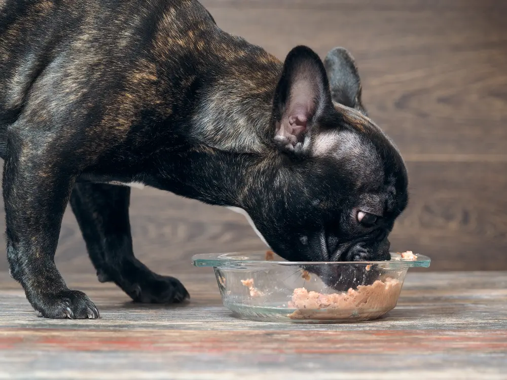 dog-eating-wet-food-from-glass-bowl