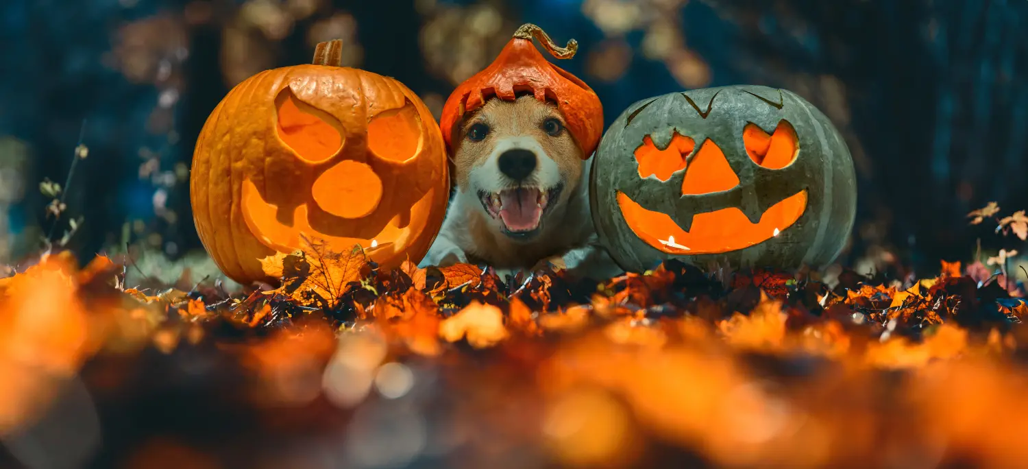 halloween dogs wallpaper