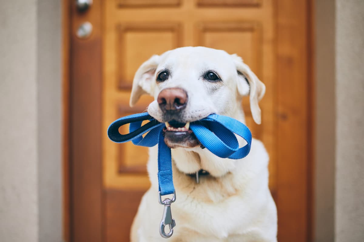 dog leads that go around the mouth