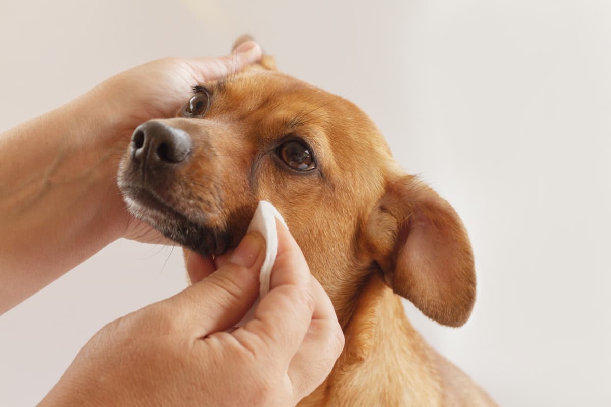 how to get tear stains off dogs eyes