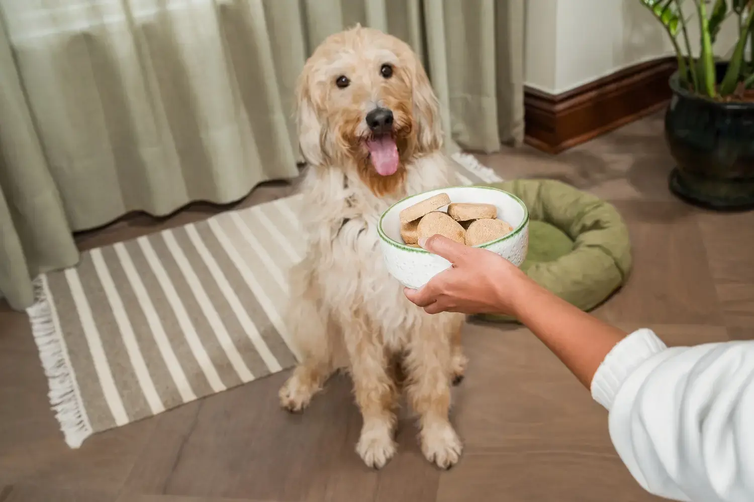 best-freeze-dried-dog-food-2025