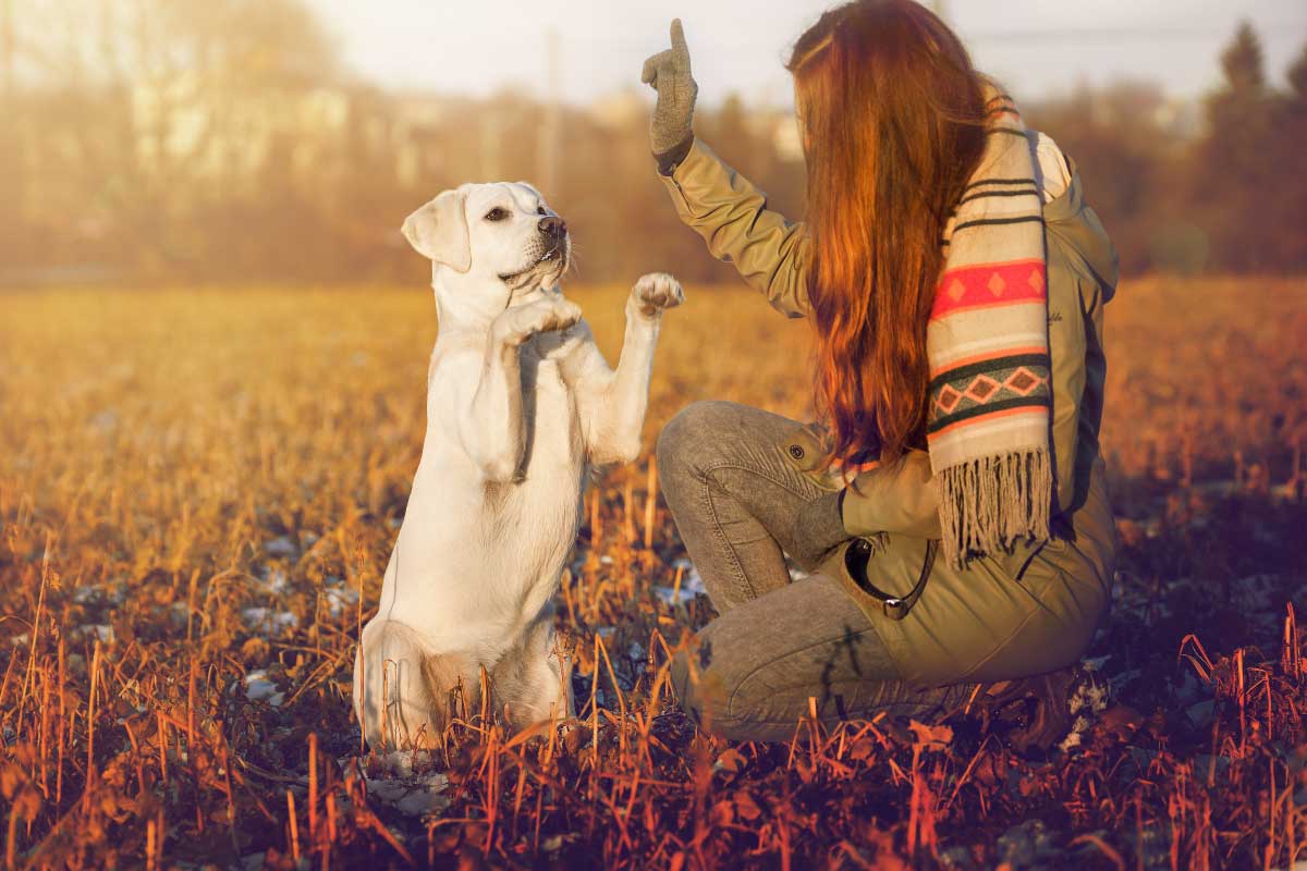 can dogs learn hand signals