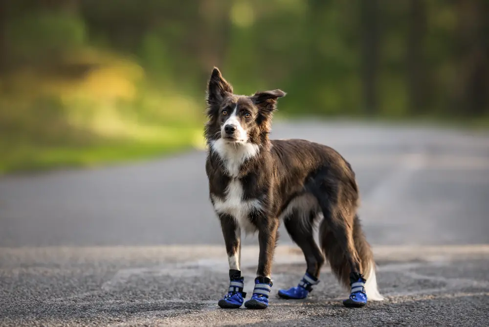 how to train a dog to wear boots