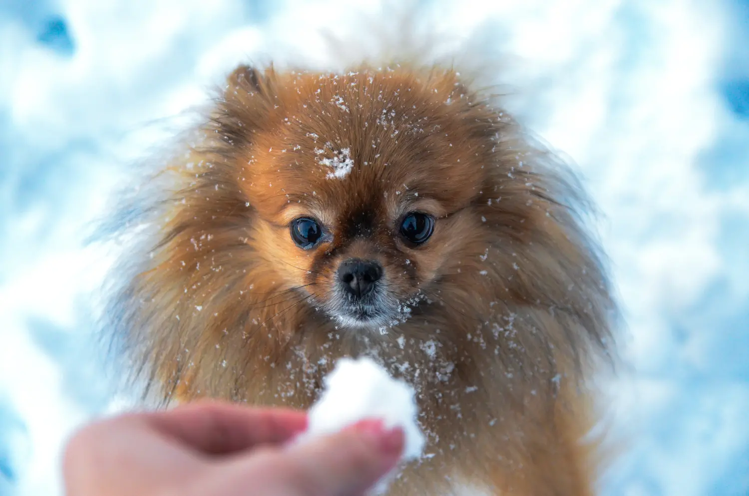 Pomeranian-eating-snowball