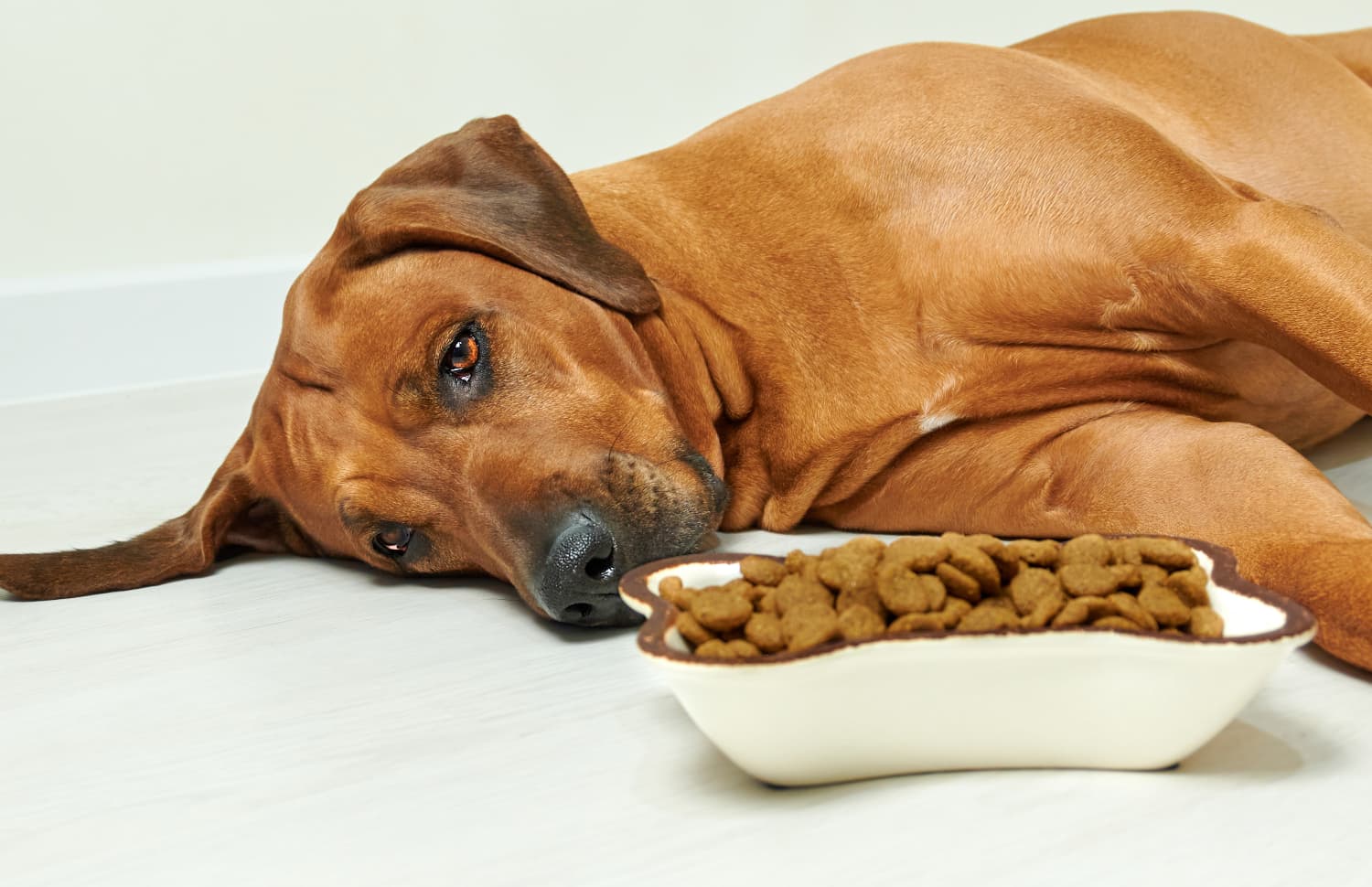 how to help a dog with digestive problems