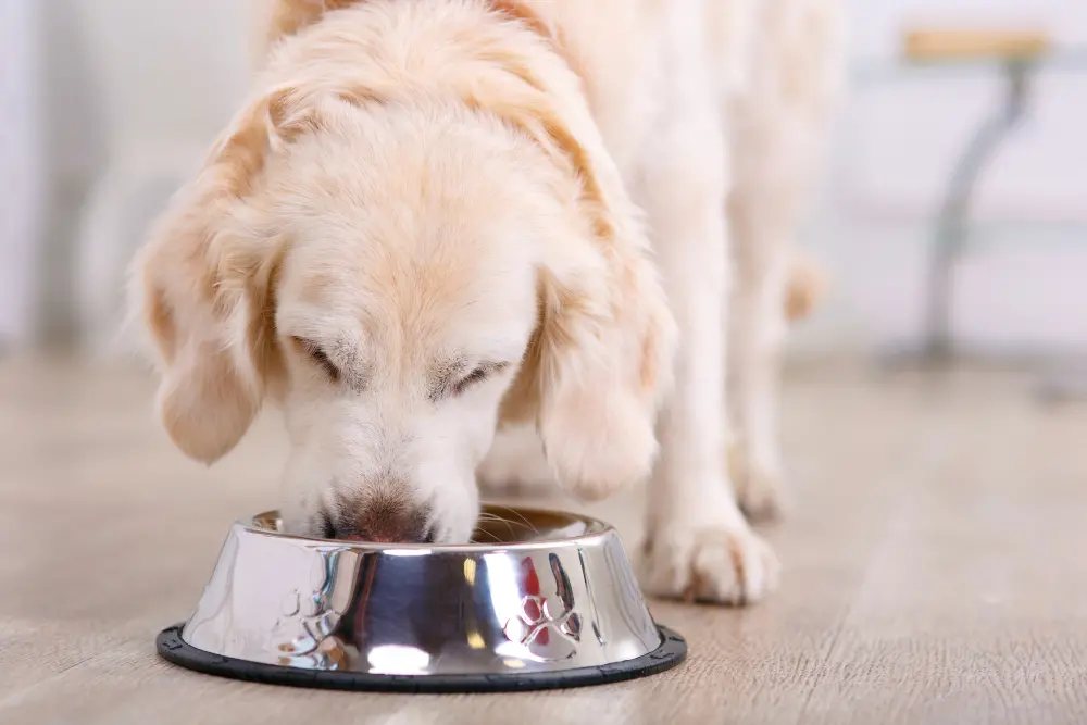 big-puppy-eating-from-metal-bowl