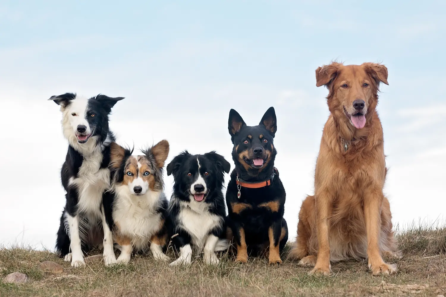 30 Cutest Dog Breeds of All Time - Parade Pets