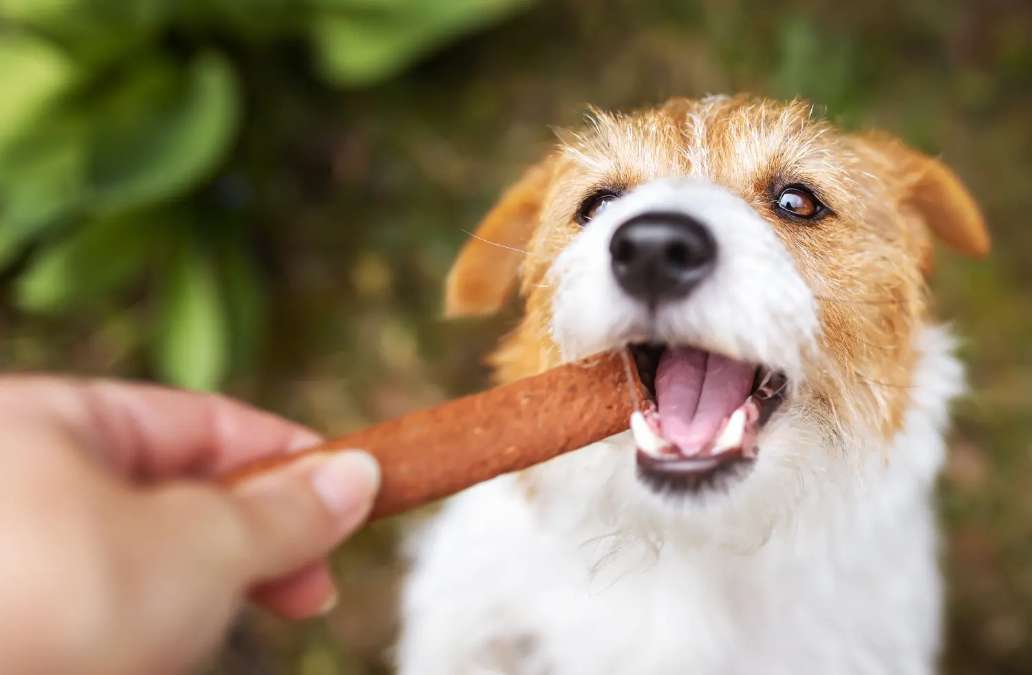 what is the best dental treat for dogs