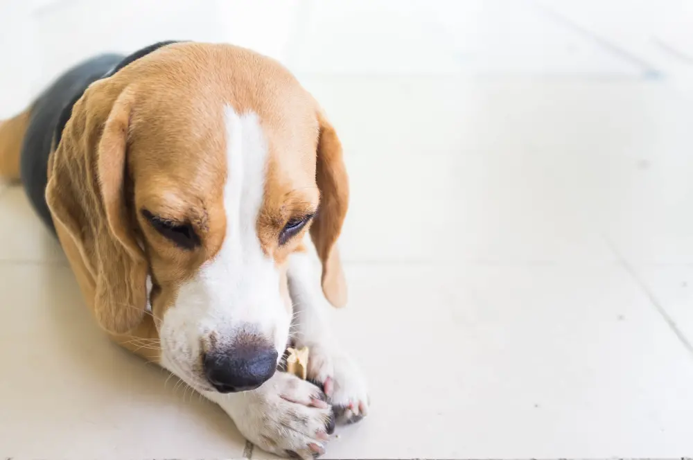 beagle-chewing-a-dental-stick