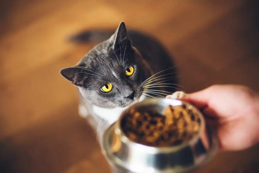 Cat-begging-for-cat-food