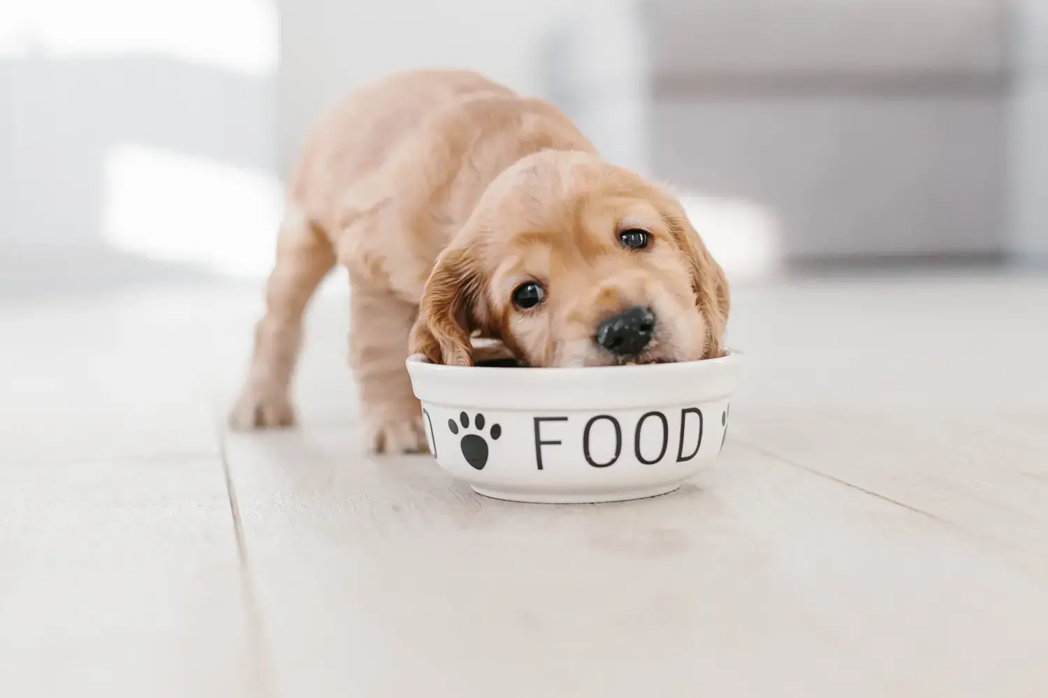 what-should-i-feed-my-puppy-feature