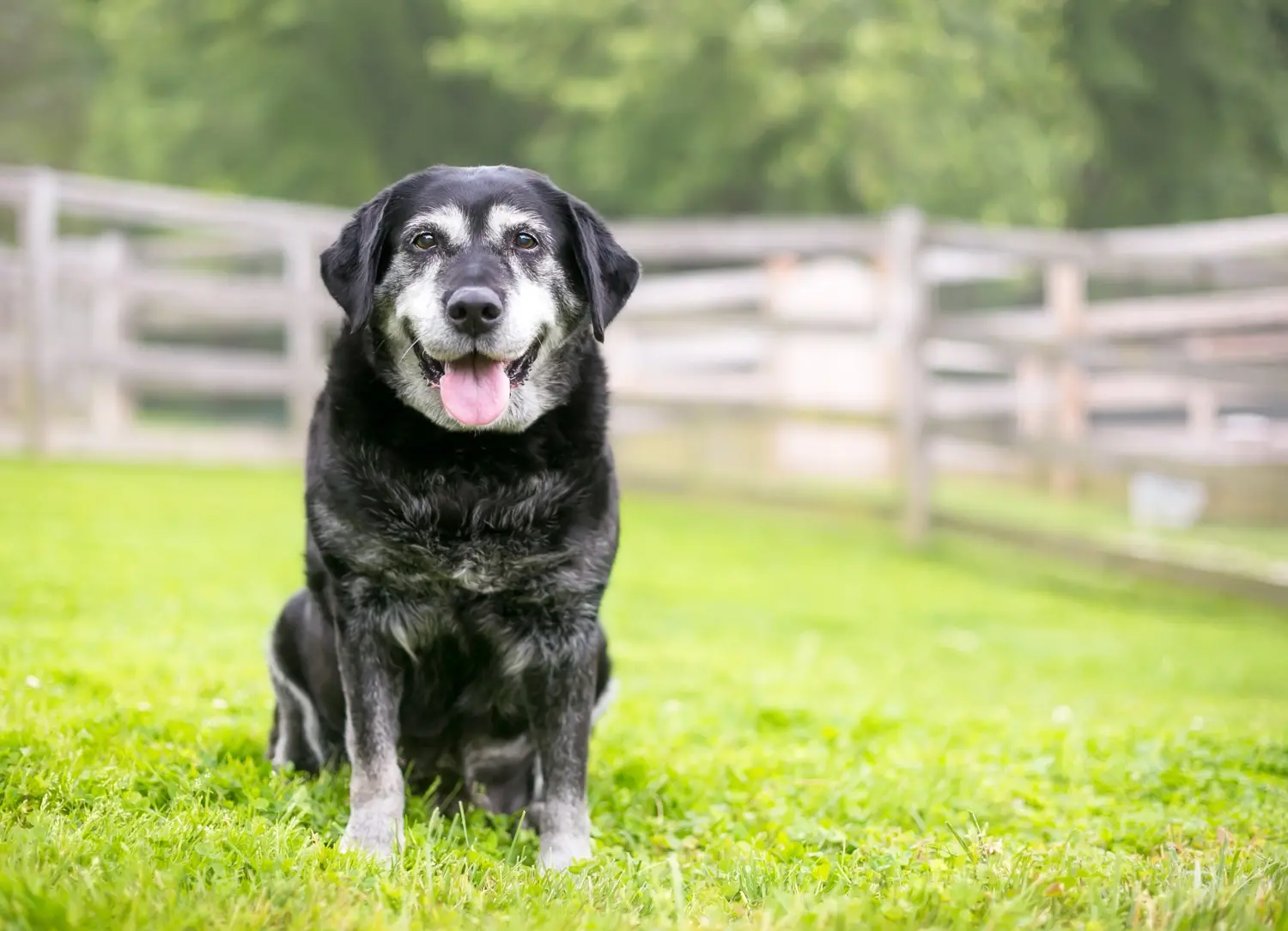 caring-for-an-old-dog