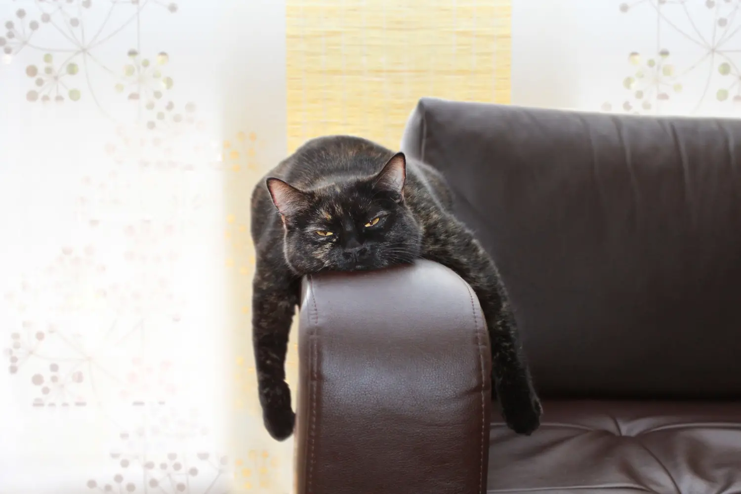 Is Your Cat Bored? 6 Tips for Reducing Destructive Behaviours