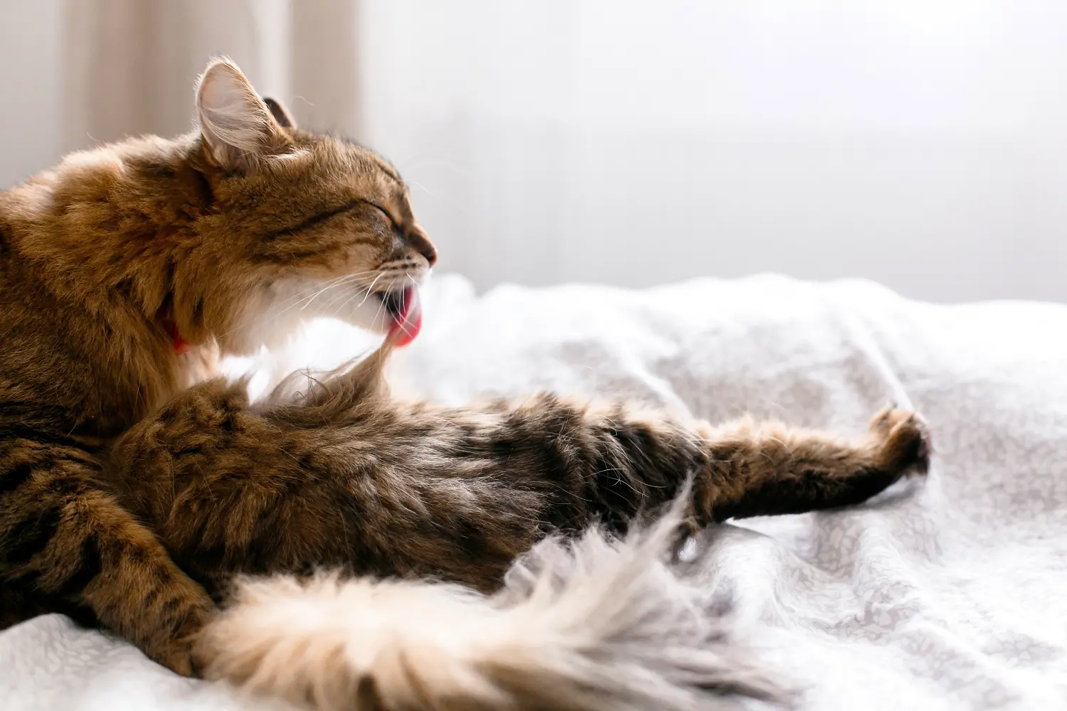 cat-hairball-prevention-article-feature