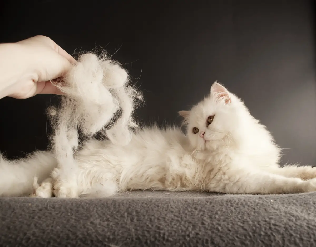 shedding-cat-matted-fur