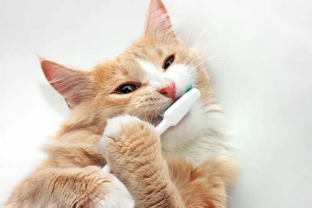 cat-chewing-on-toothbrush
