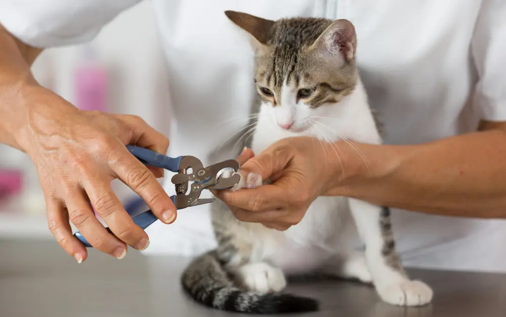 cat-getting-nail-trim