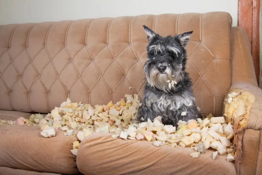 naughty-dog-chewed-on-couch