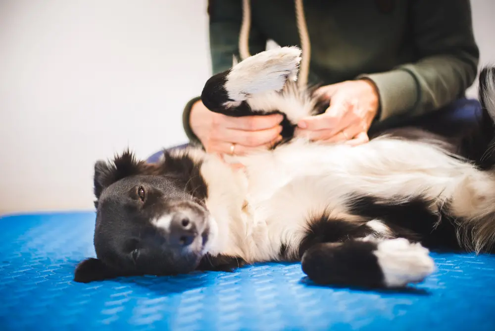 dog-leg-massage