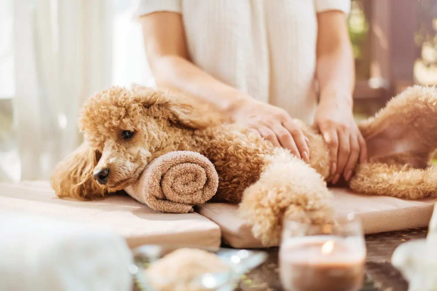 Canine physiotherapy: How to do Soft Tissue Massage for Dogs: the front and  back legs, and the back 