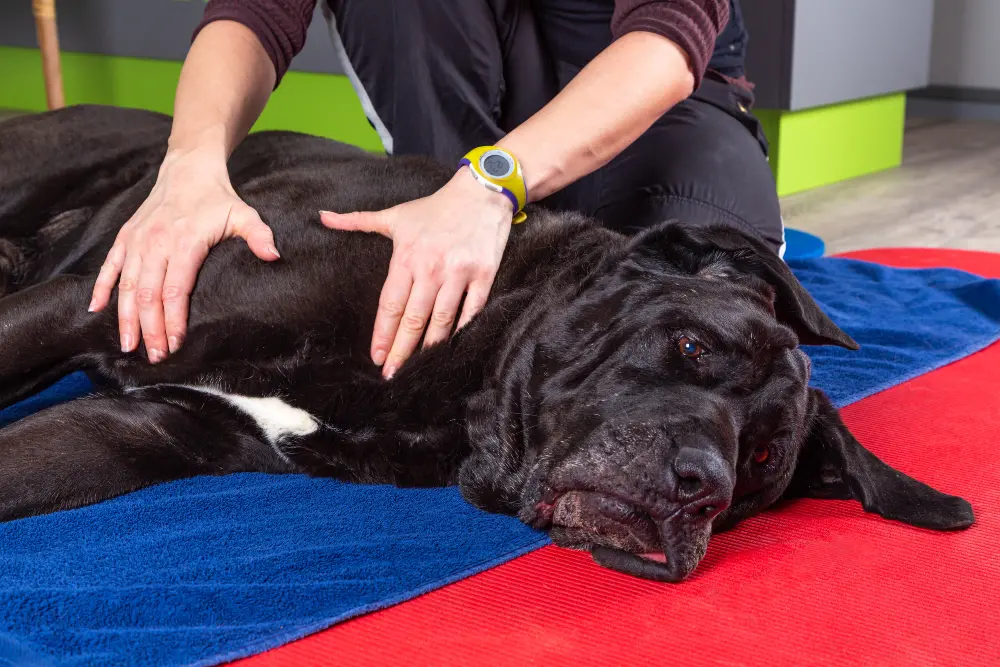 dog-shoulder-massage