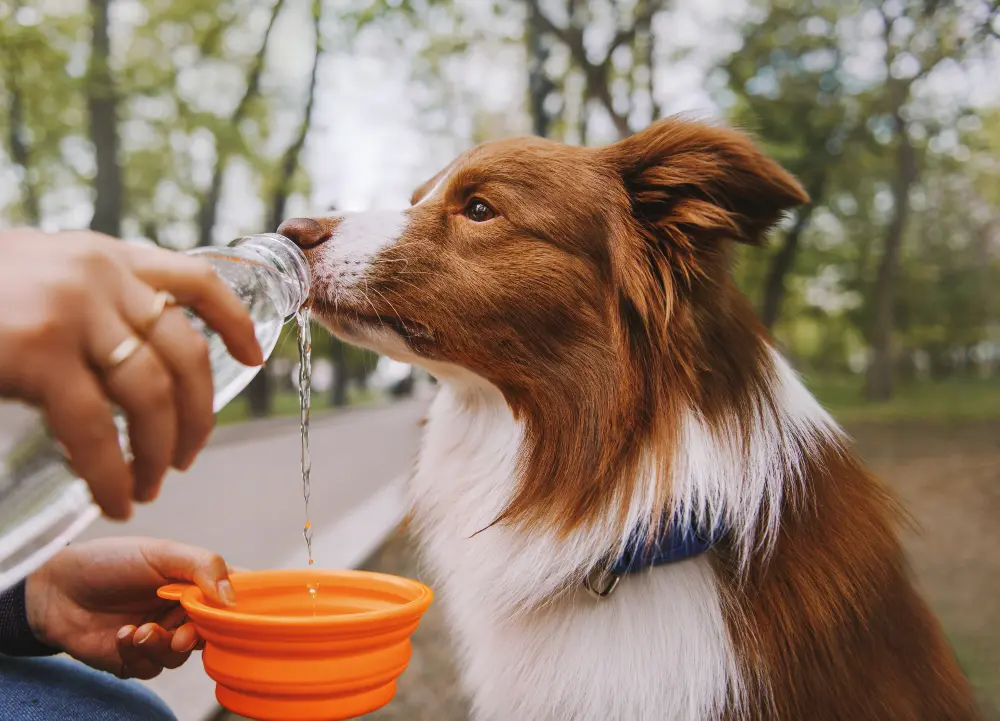 dog-drinking-from-travel-water-bowl