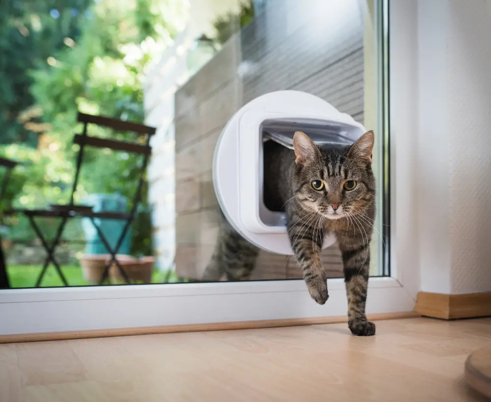 cat-using-cat-door-to-enter-house