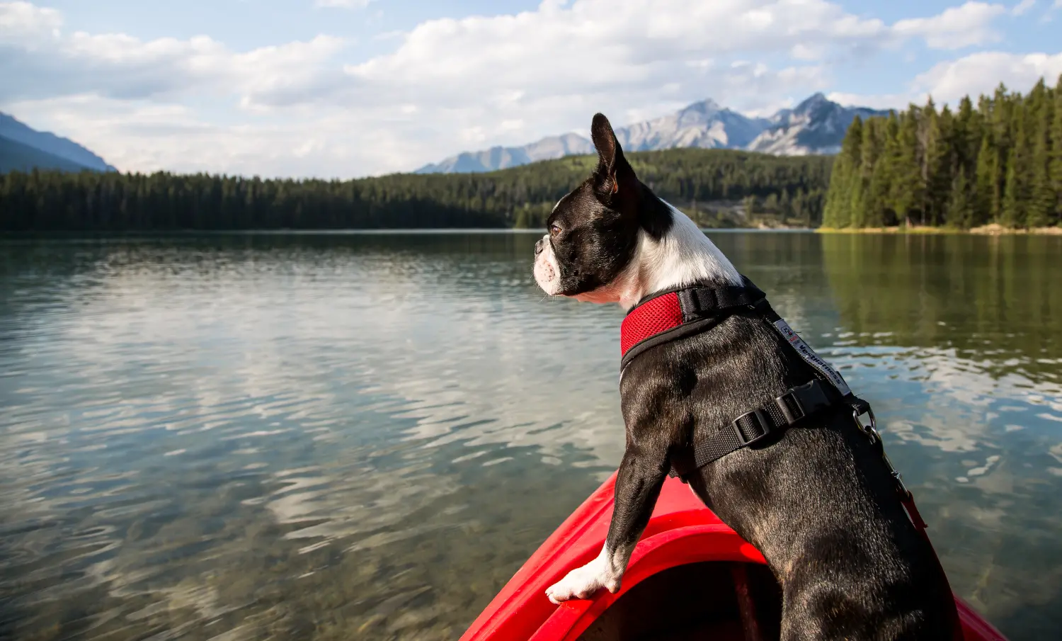 Kayaking with Dogs and More Dog-Friendly Lake Adventures