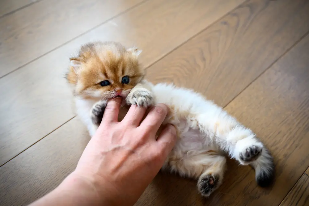 baby-cat-nibbling-on-fingers