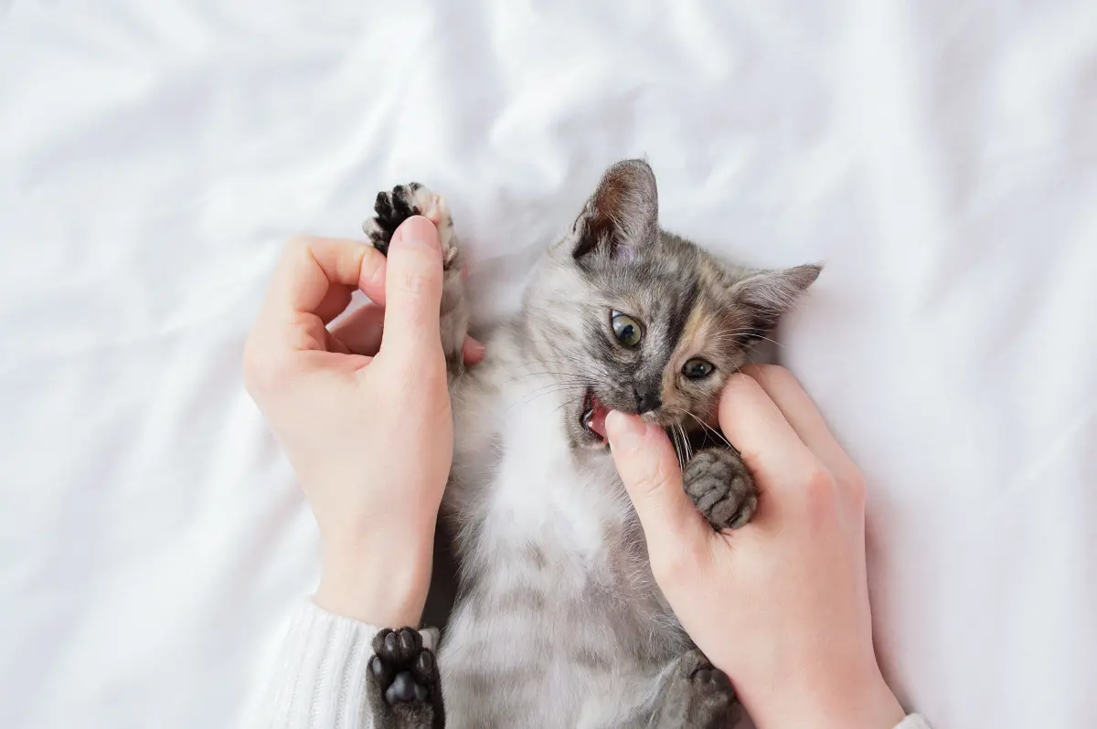 Kitten-teething-chewing-fingers