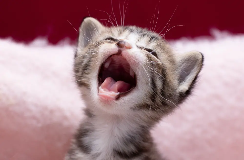 toothless-kitten-yawning
