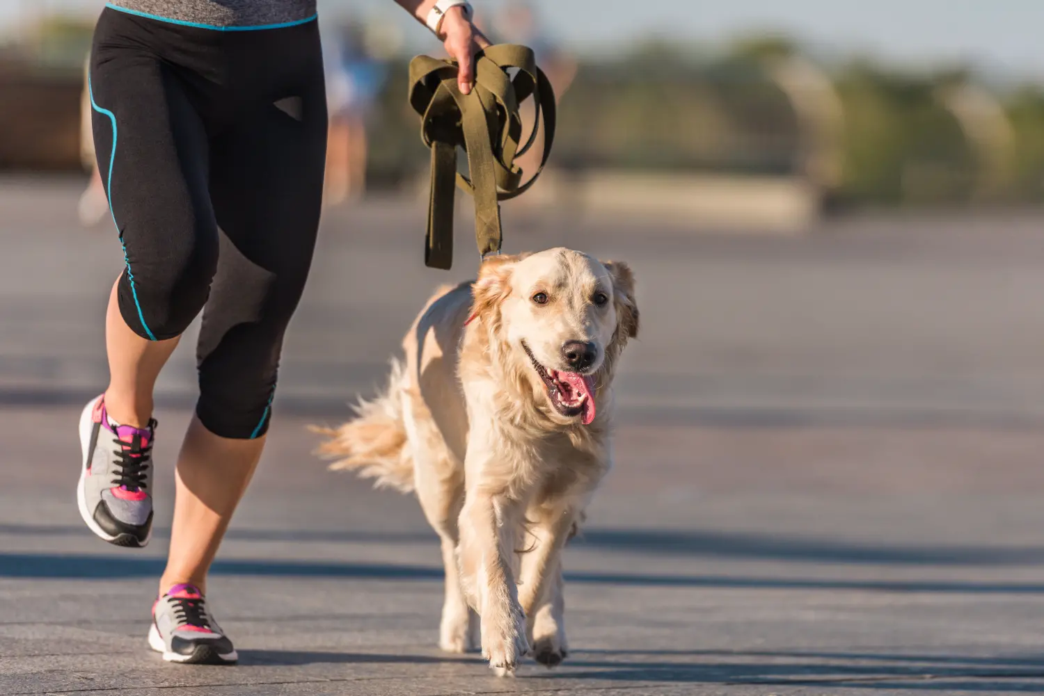 Exploring the Benefits of Dog Leash Bungee Style: A Must-Have for