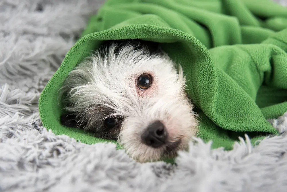 sick-dog-wrapped-in-green-blanket