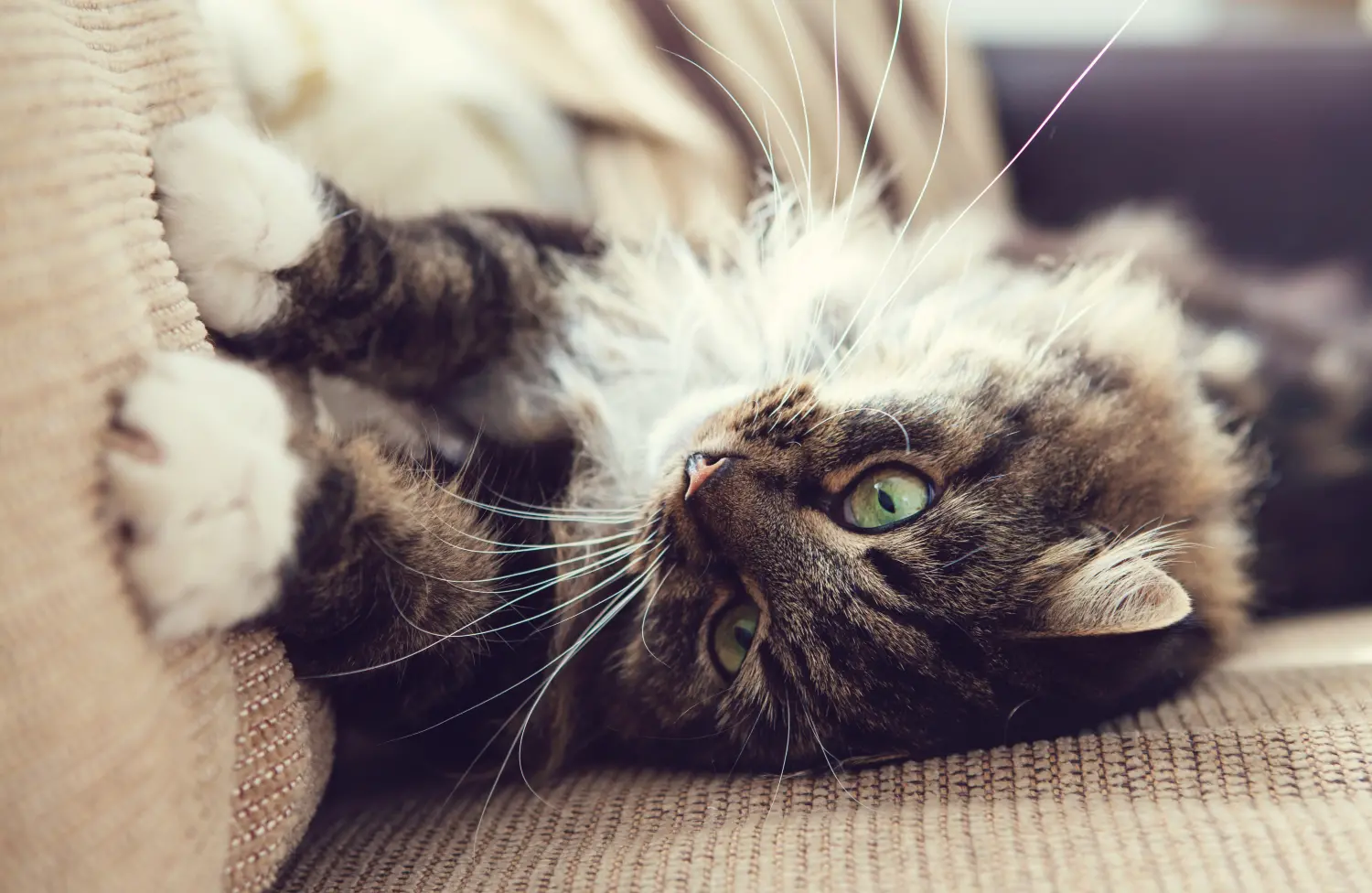 Why Do Cats Knead? 6 Quirky Cat Behaviours Explained