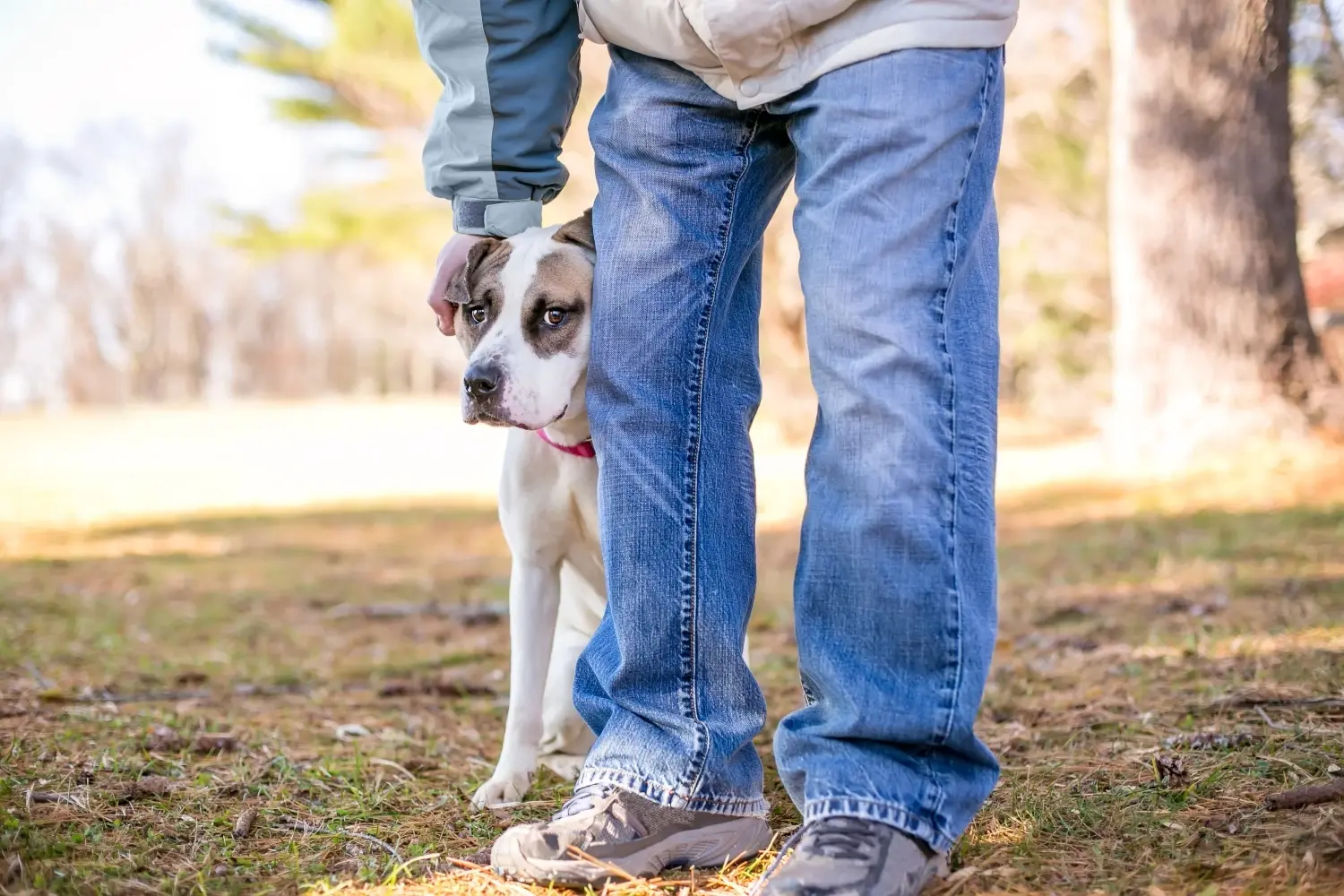 best-dog-calming-treats-feature