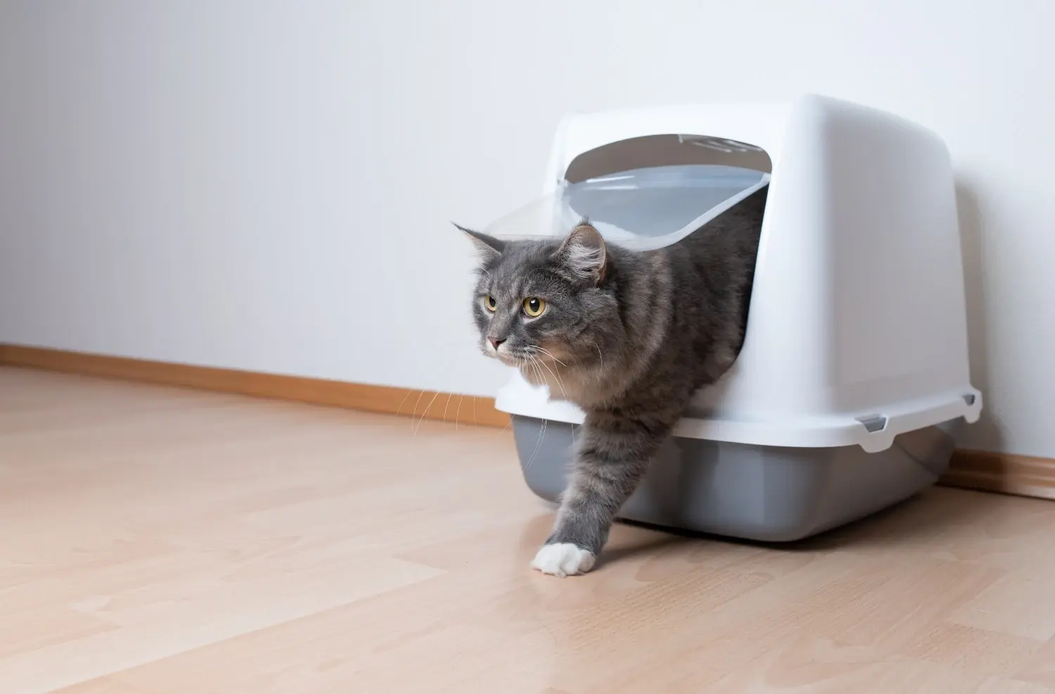 best-cat-litter-boxes-feature