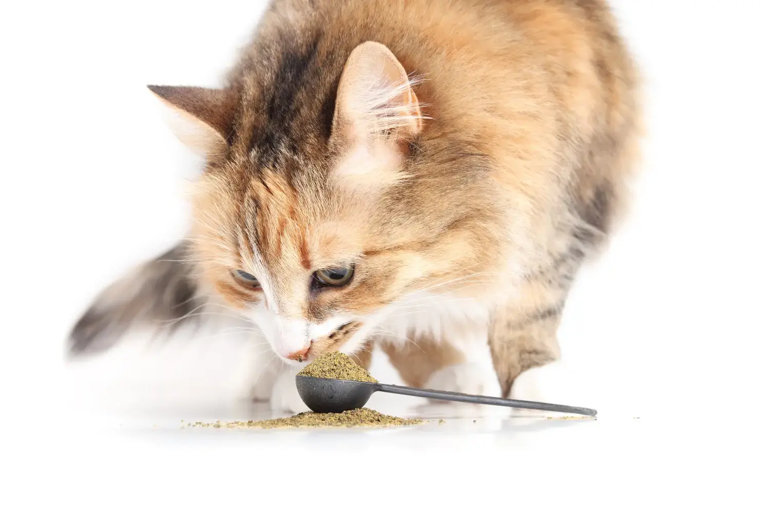 best-cat-probiotic-supplements