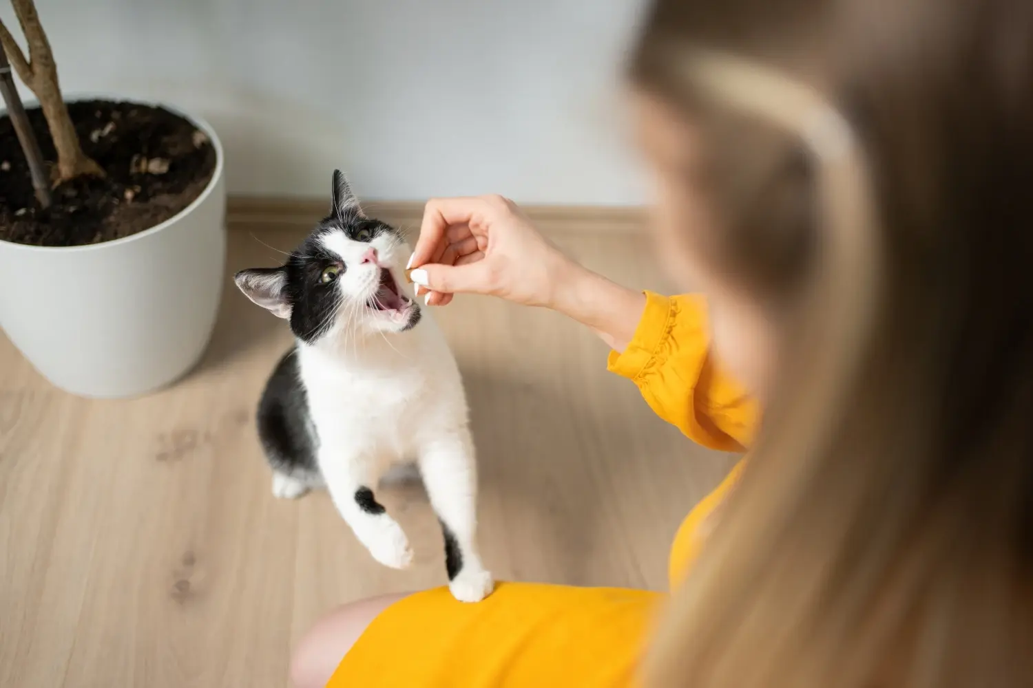 best-cat-treats