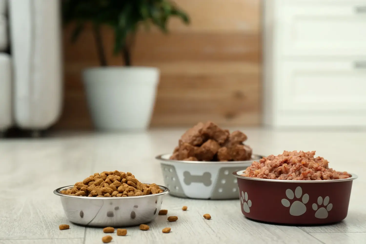 different-bowls-of-differnt-types-of-dog-food