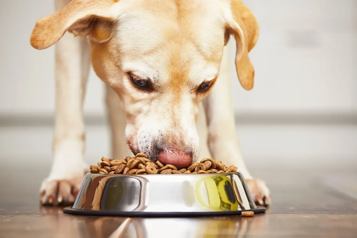 grain-free-dog-food