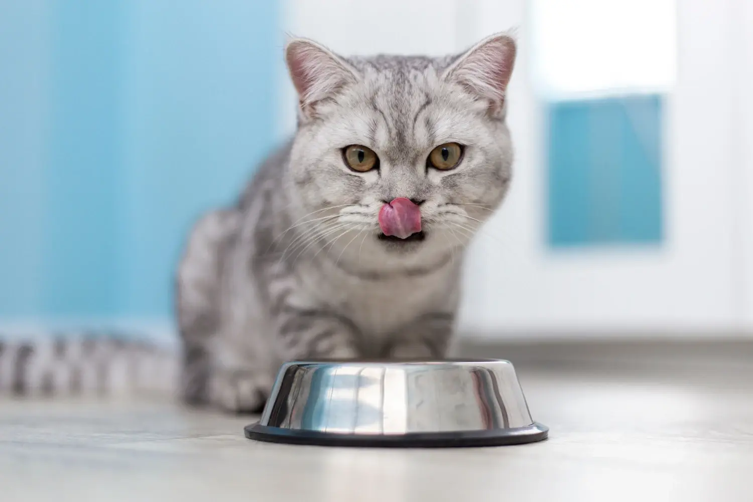 indoor-cat-food-feature