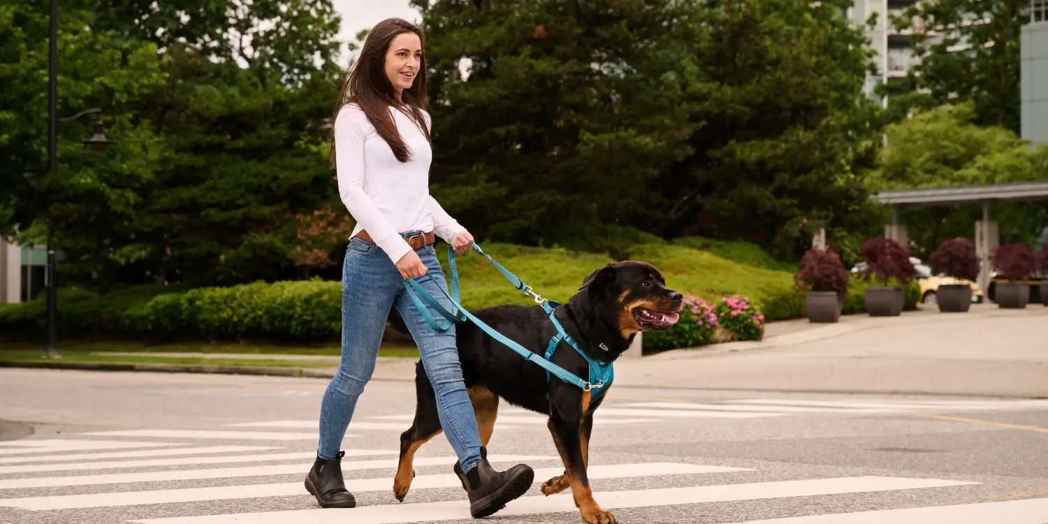 best-no-pull-dog-harness