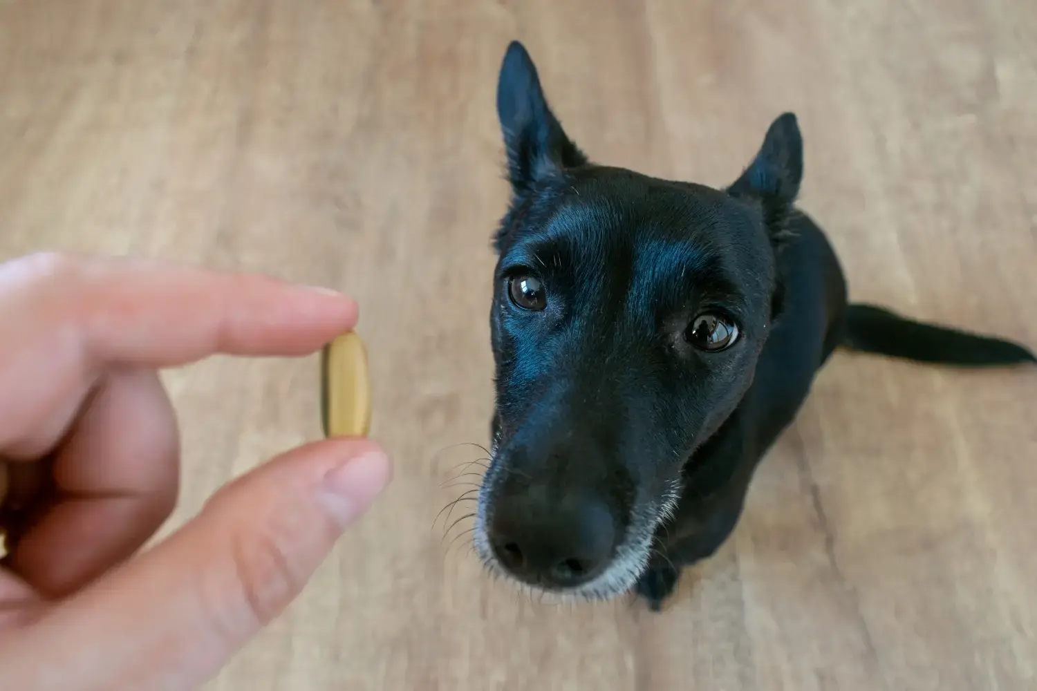 dog-supplements-feature