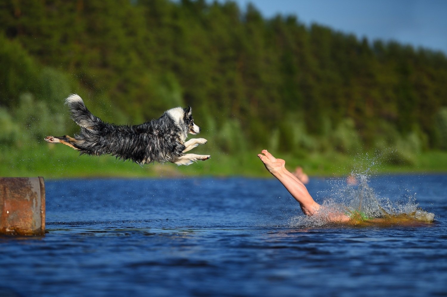 dog-jumping-into-lake
