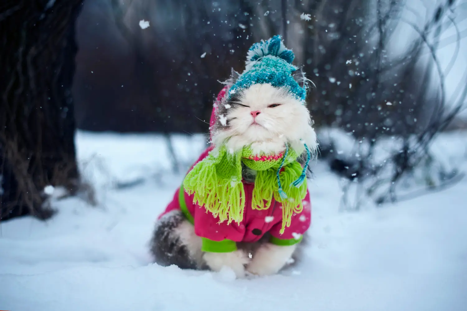 how-cold-is-too-cold-for-cats