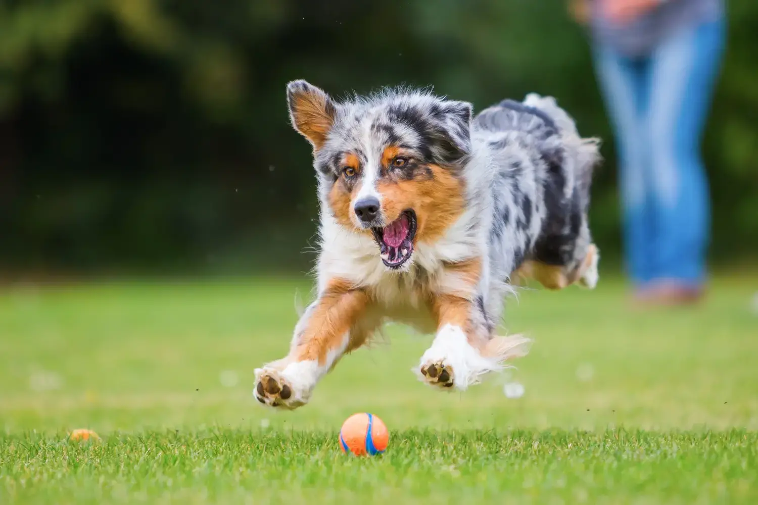 dog-chasing-after-chuckit-ultra-ball