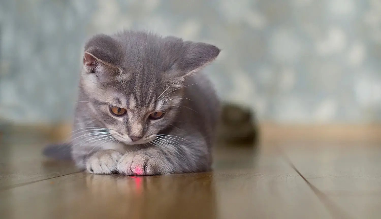 cat-staring-at-dot-from-laser-pointer