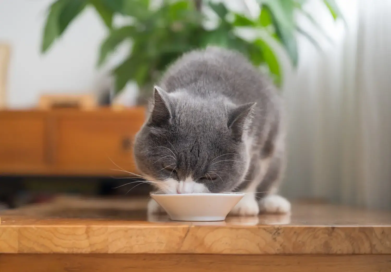 best-cat-food-canada