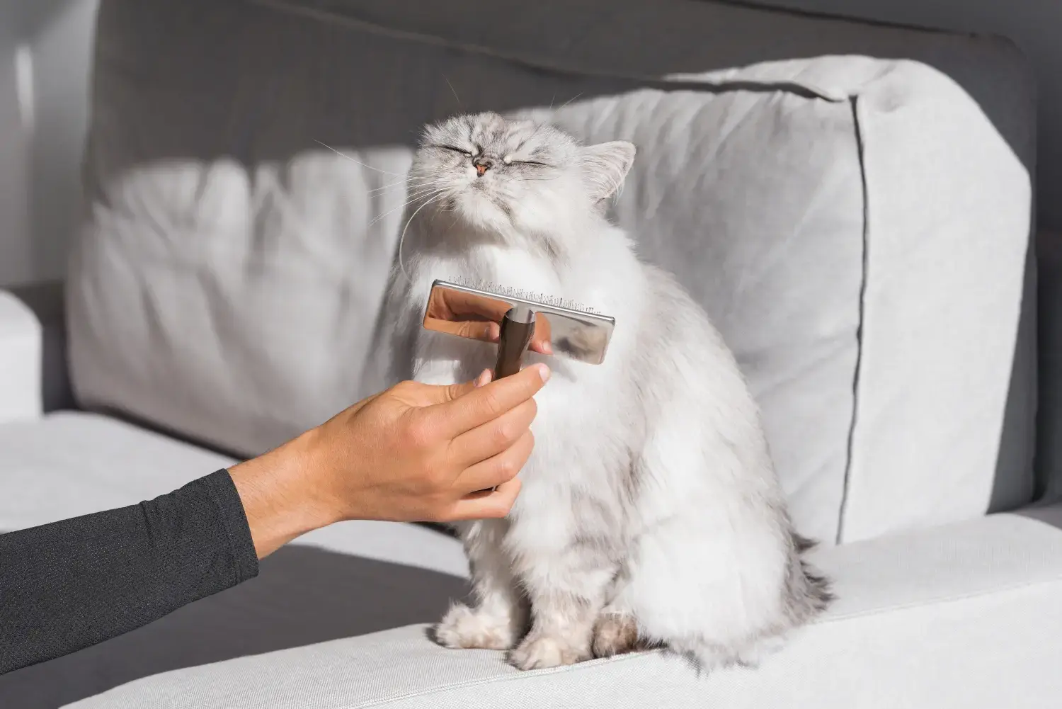 cat-being-groomed